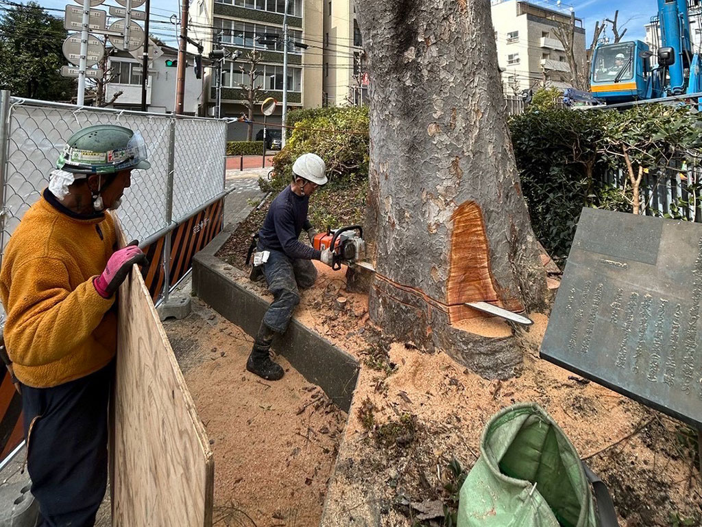 大型チェーンソーを扱う造園職人