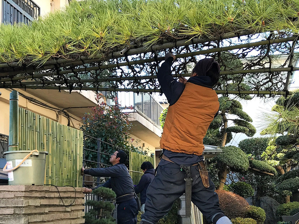 庭木の剪定作業を行う職人